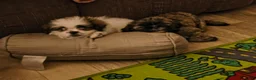 Shih Tzu dogs for sale: Shih Tzu Puppy 2 'Hope' - Ad 9