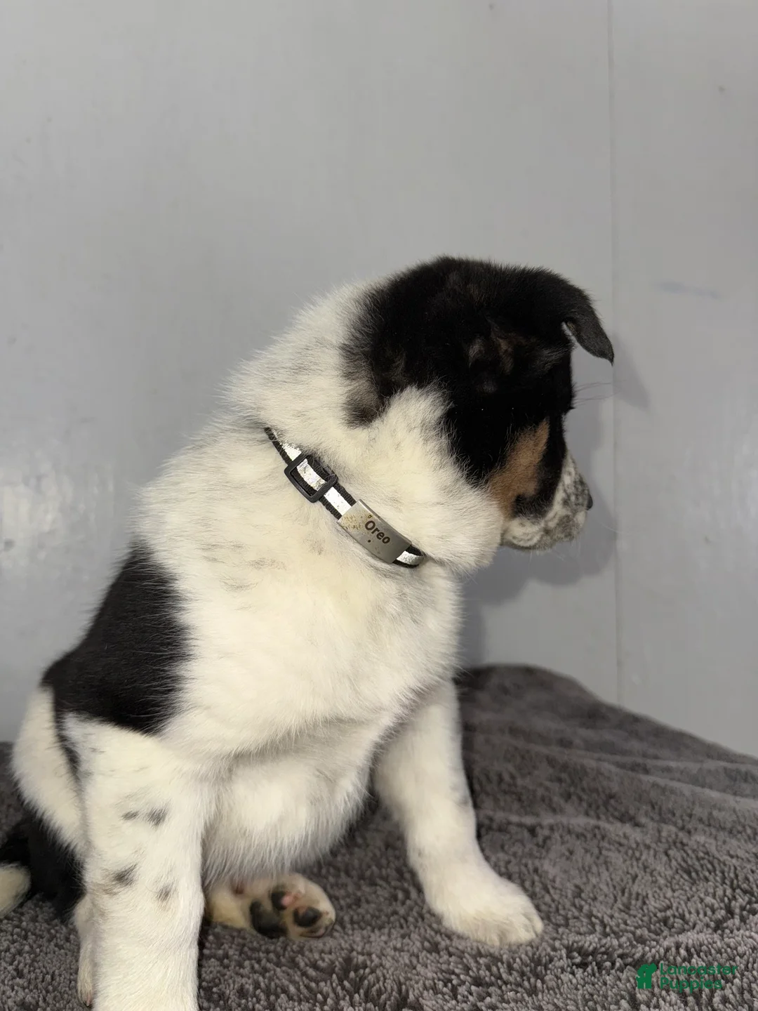 Mixed Breed dogs for sale: Oreo - Ad 11