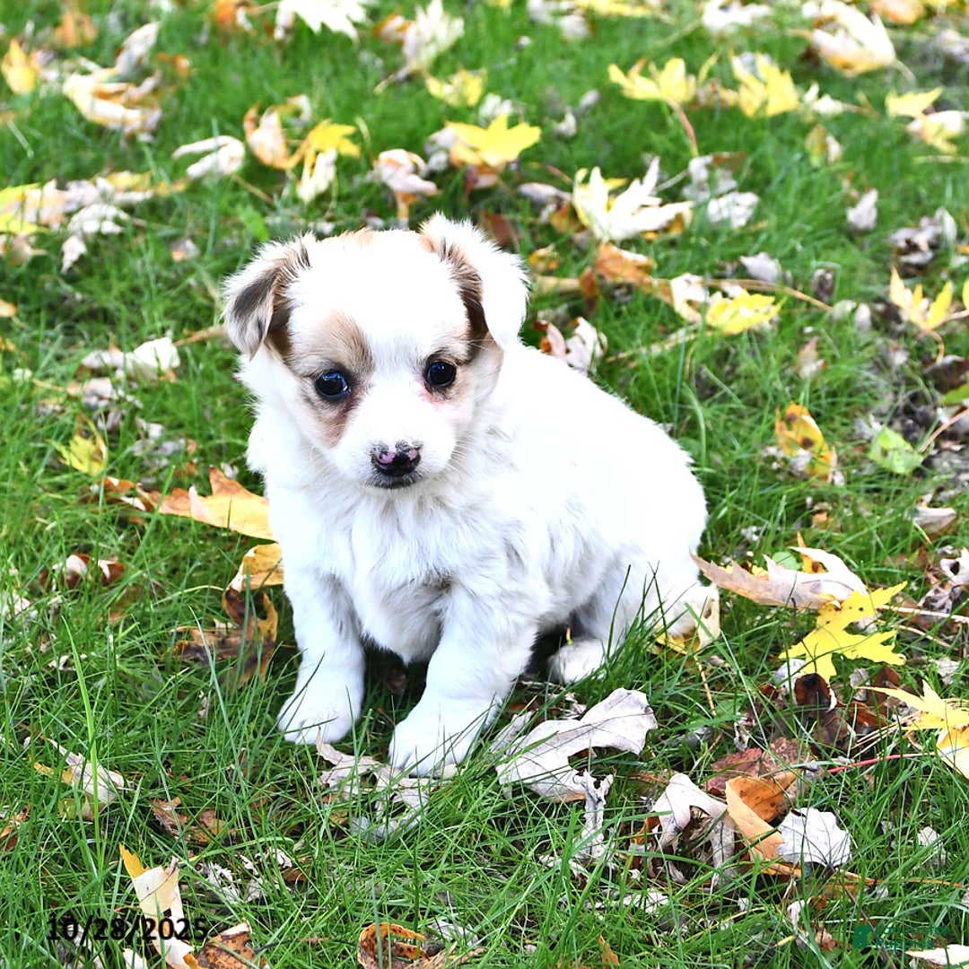 Mixed Breed dogs for sale: Evelyn - Ad 1