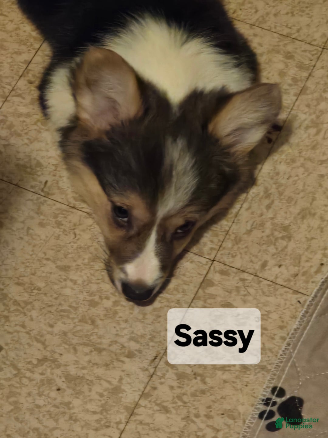 Welsh Corgi Pembroke dogs for sale: Welsh Corgi Pembroke Puppy 2 - Ad 1