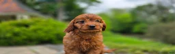Cavapoo dogs for sale: Hudson - Ad 4
