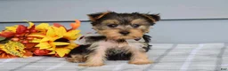 Yorkshire Terrier dogs for sale: Cora - Ad 7