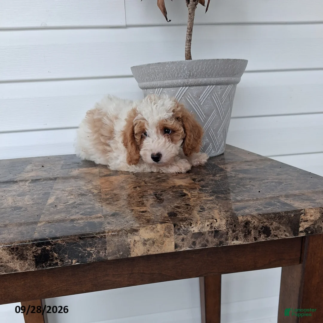 Miniature Poodle dogs for sale: Archer - Ad 2