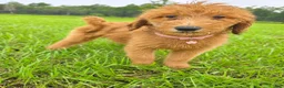Goldendoodle dogs for sale: Sunny - Ad 2