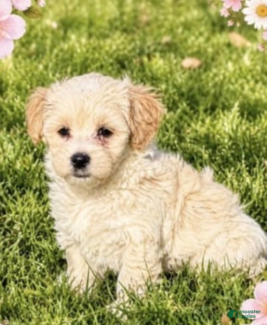 Maltipoo dogs Malti - Ad 2