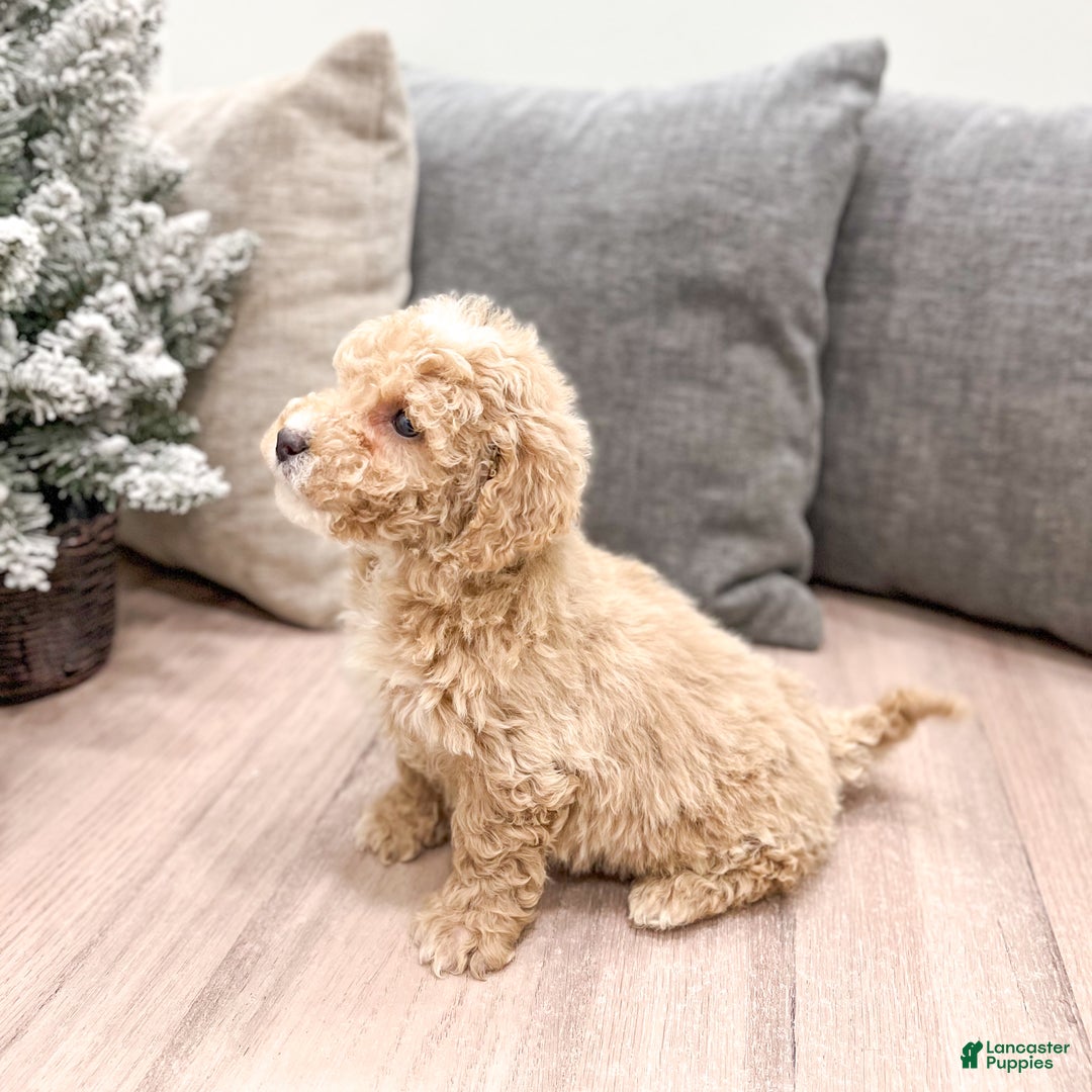 Goldendoodle dogs for sale: Bella - Ad 3