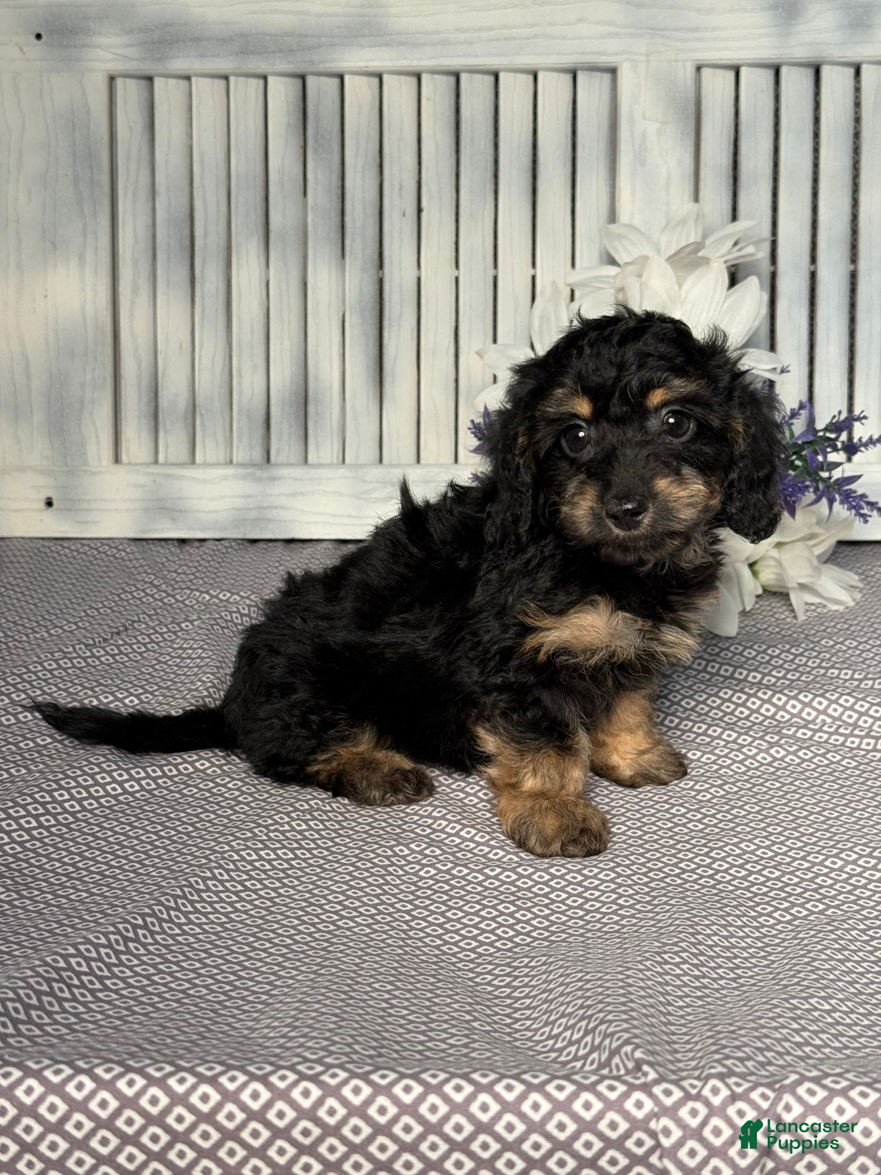 Mixed Breed dogs for sale: Callie - Ad 3