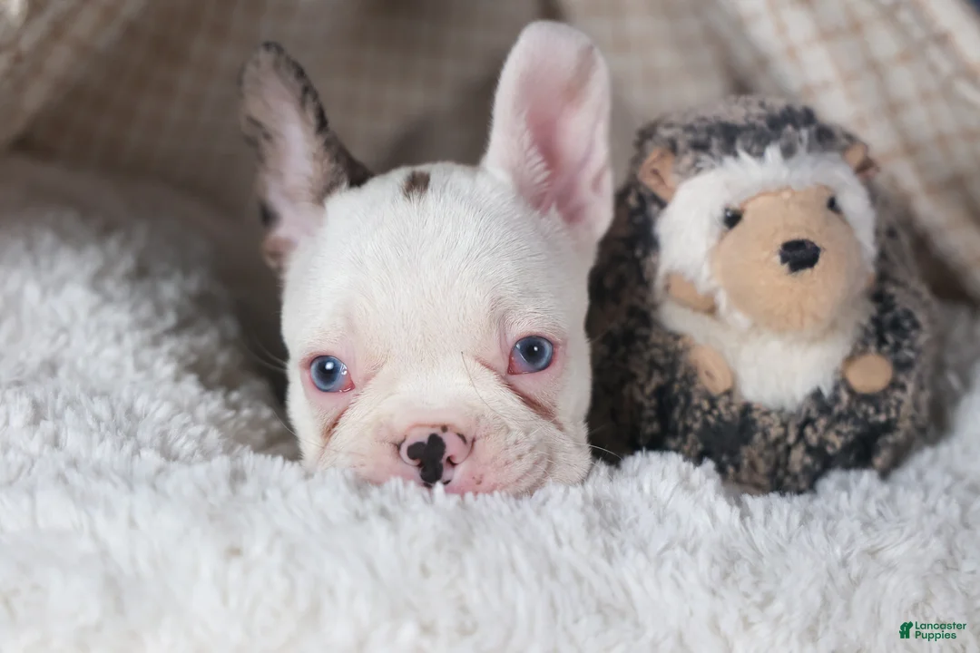 Frenchton dogs for sale: IZZY - Ad 5