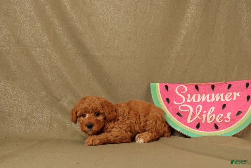 Miniature Poodle dogs Declan - Ad 1