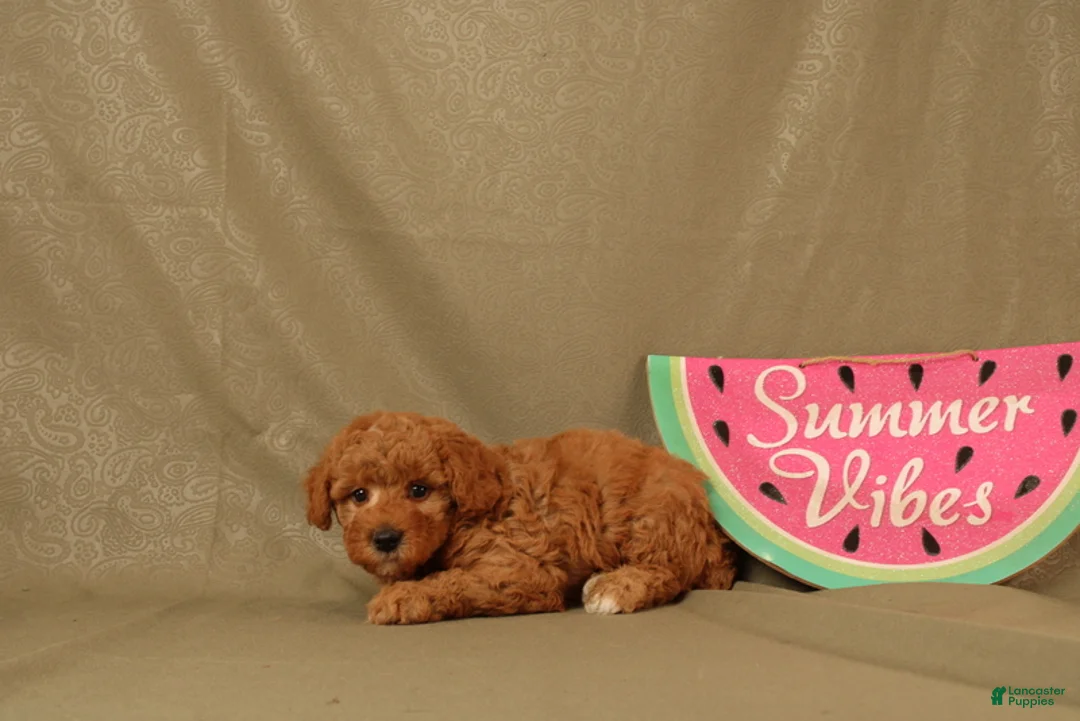 Miniature Poodle dogs for sale: Declan - Ad 1