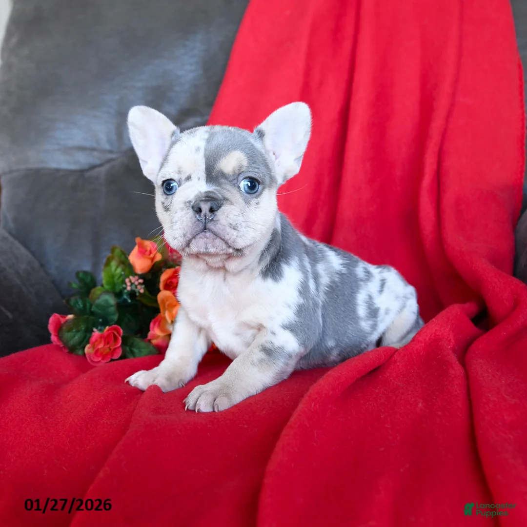 French Bulldog dogs for sale: Lola - Ad 2