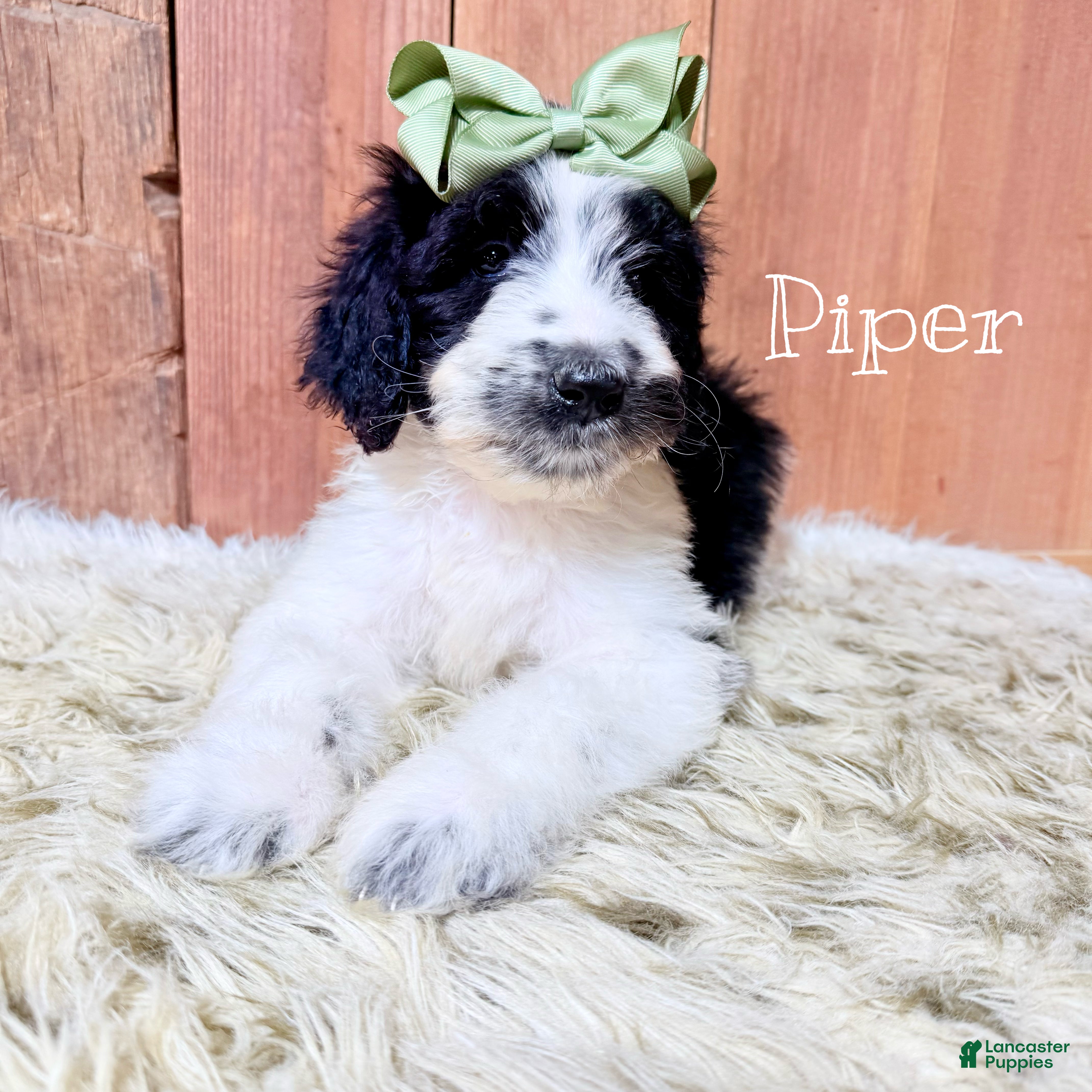 Saint Berdoodles dogs Piper - Ad 3