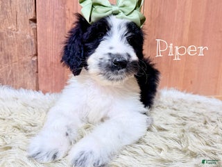Saint Berdoodles dogs Piper - Ad 6