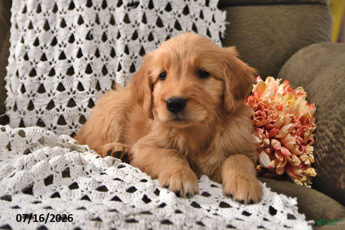 Goldendoodle dogs Taffy - Ad 1