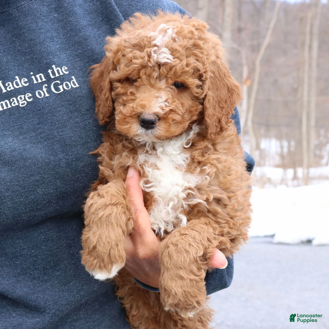 Mini Goldendoodle dogs for sale: Bennet  - Ad 4