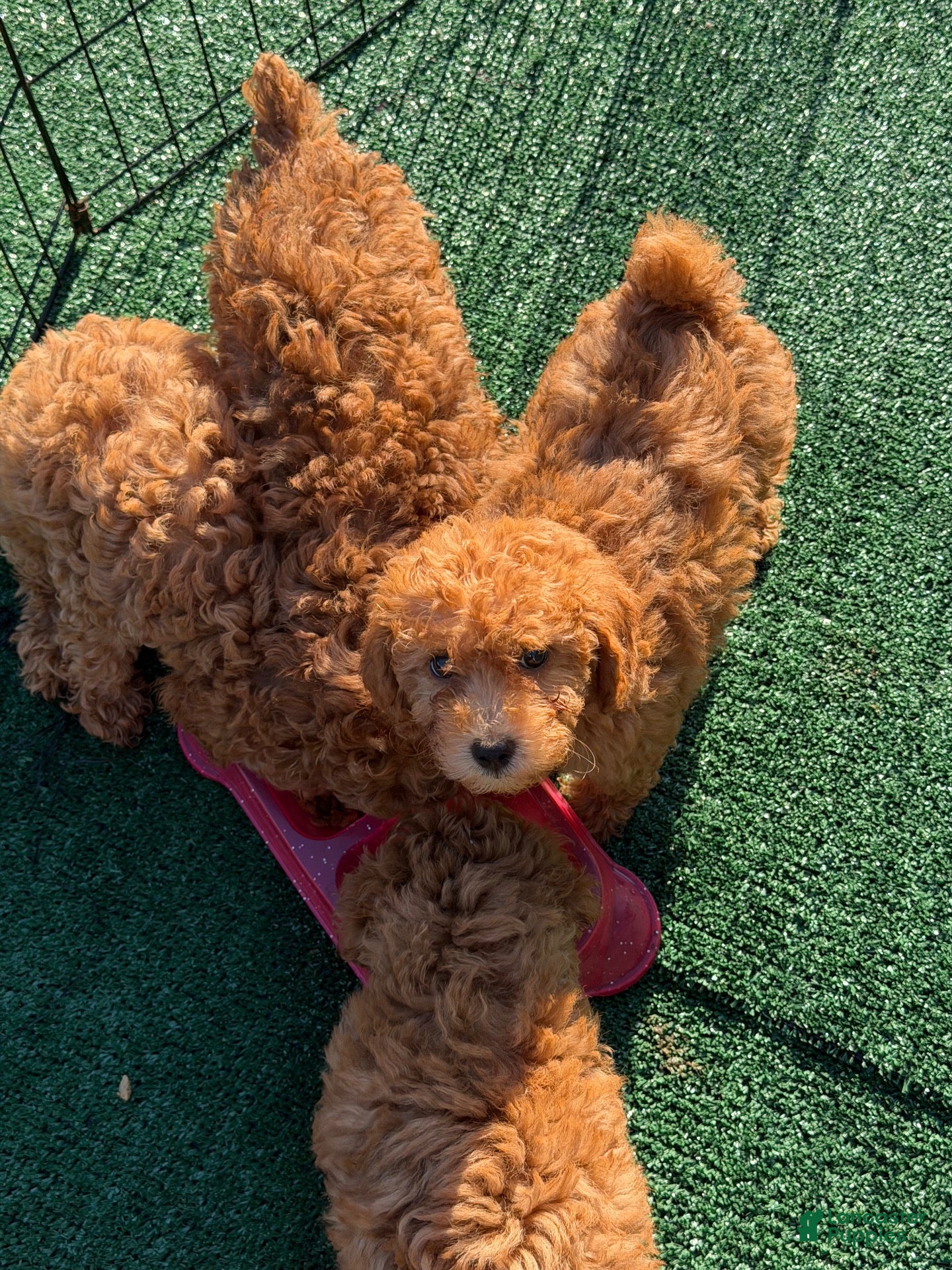 Toy Poodle dogs Toby - Ad 1