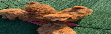 Toby