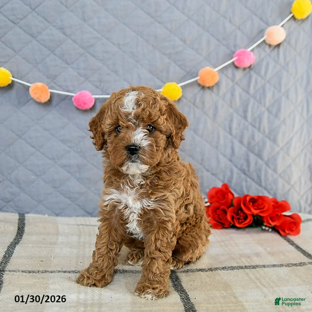 Cavapoo dogs for sale: Ivy - Ad 3