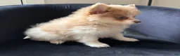 Pomeranian dogs for sale: Shelly - Ad 6