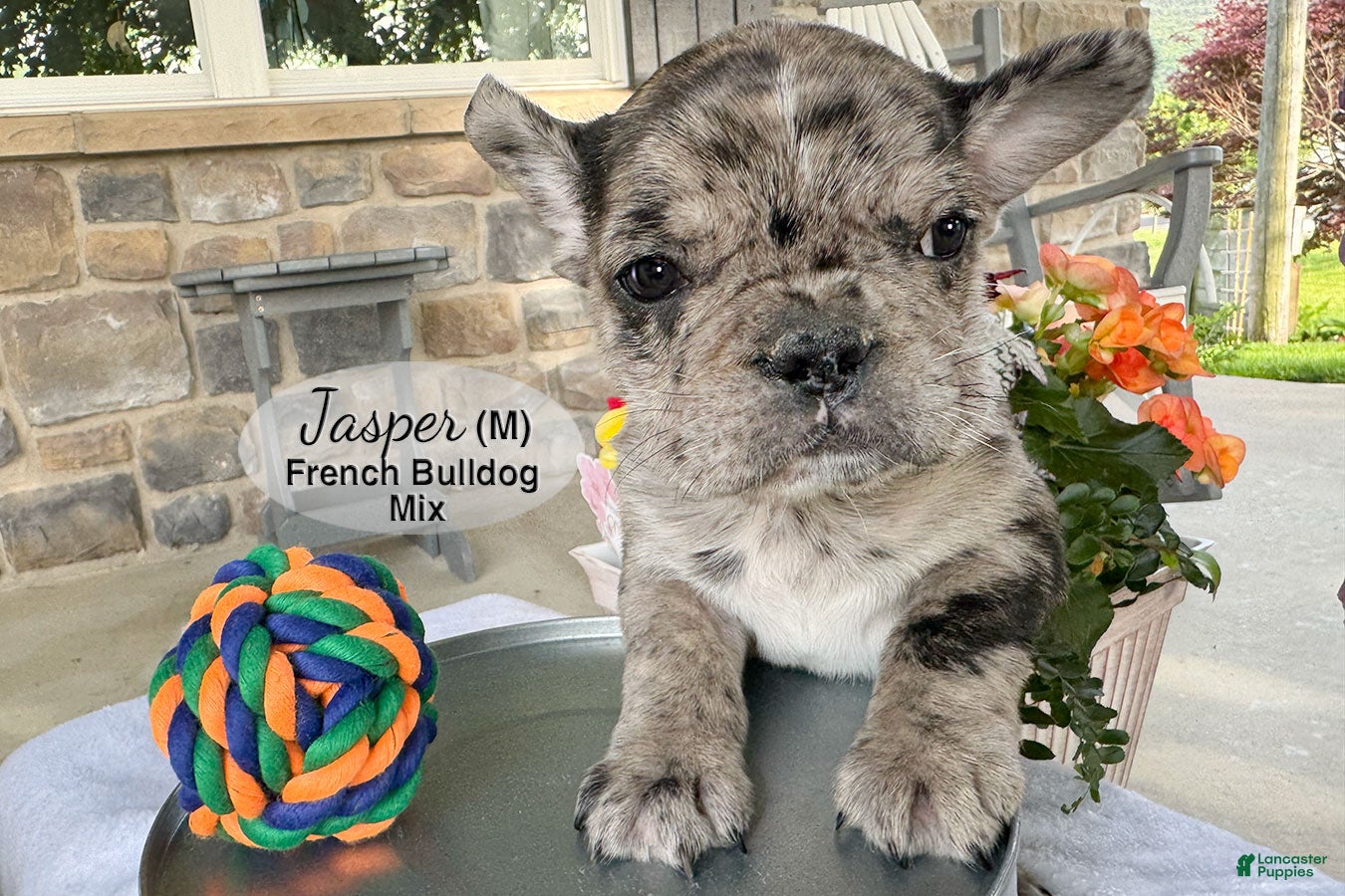 French Bulldog dogs Jasper - Ad 2