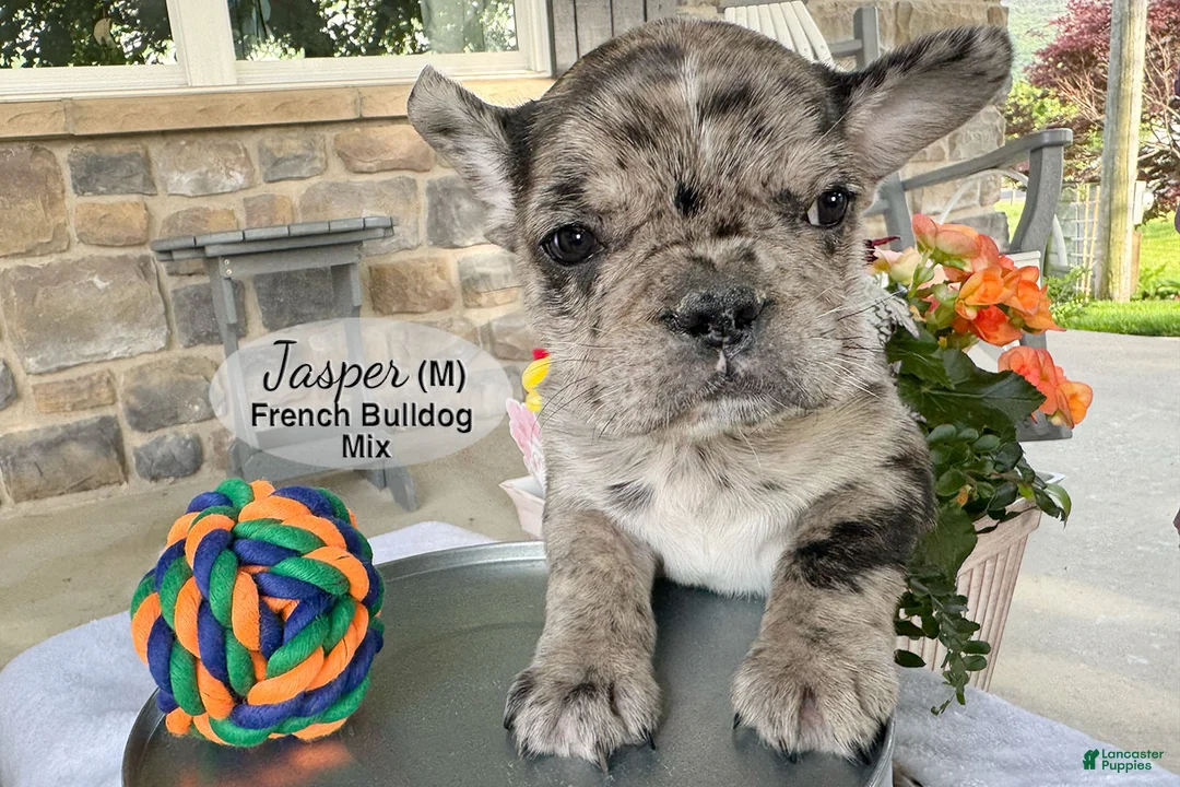 Mixed Breed dogs for sale: Jasper - Ad 2