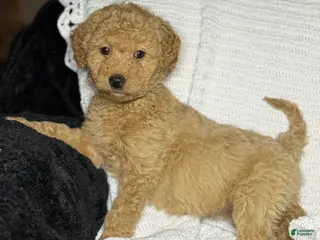 Mini Goldendoodle dogs Mini Goldendoodle Puppy 1 - Ad 20