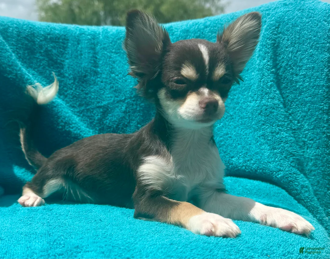 Chihuahua dogs for sale: Husky  - Ad 2