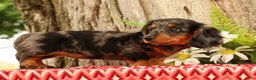 Miniature Dachshund dogs for sale: Tiny - Ad 3