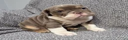 English Bulldog dogs for sale: Bobbi - Ad 4