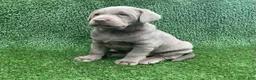Labrador Retriever dogs for sale: Max - Ad 7