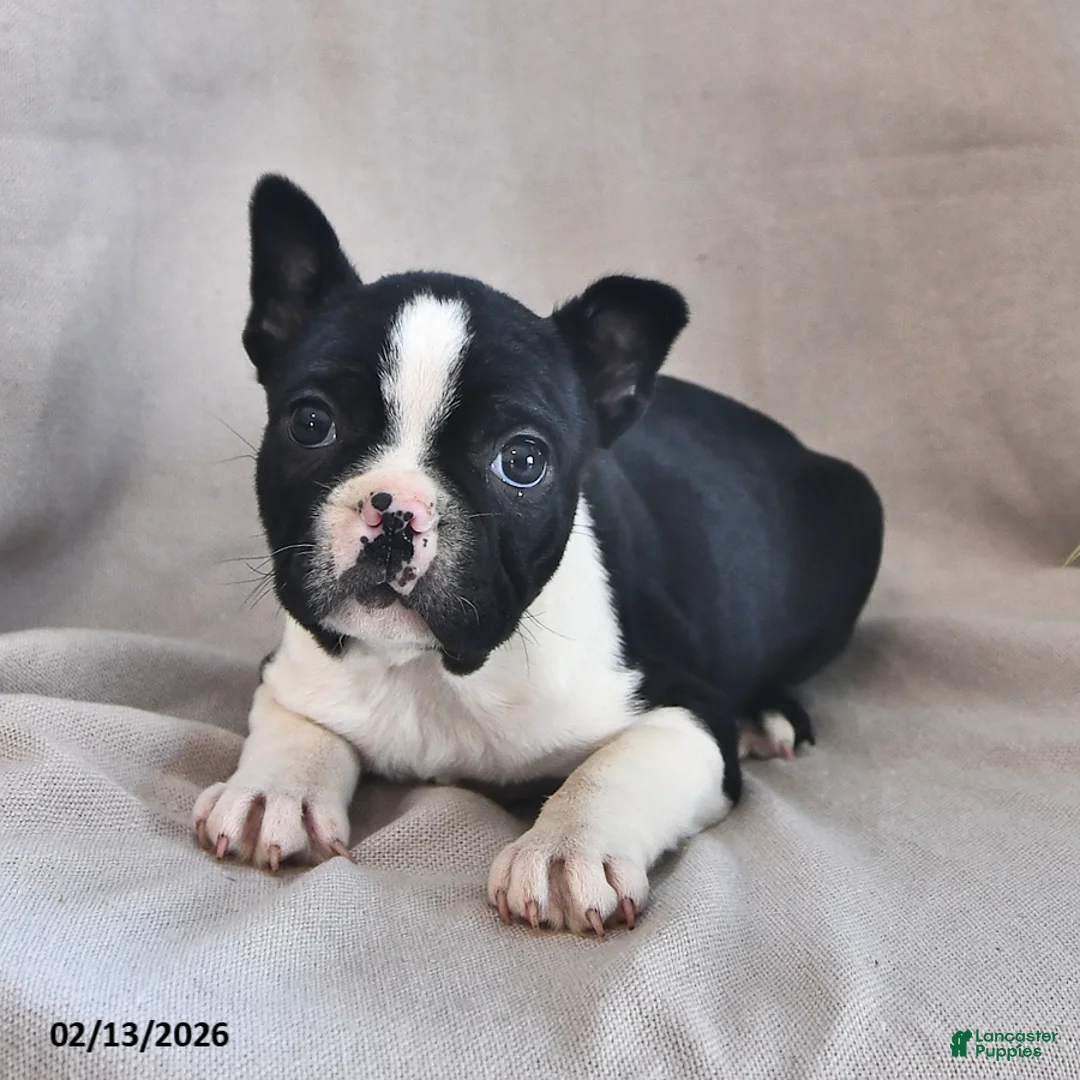 Boston Terrier dogs for sale: Parker - Ad 2