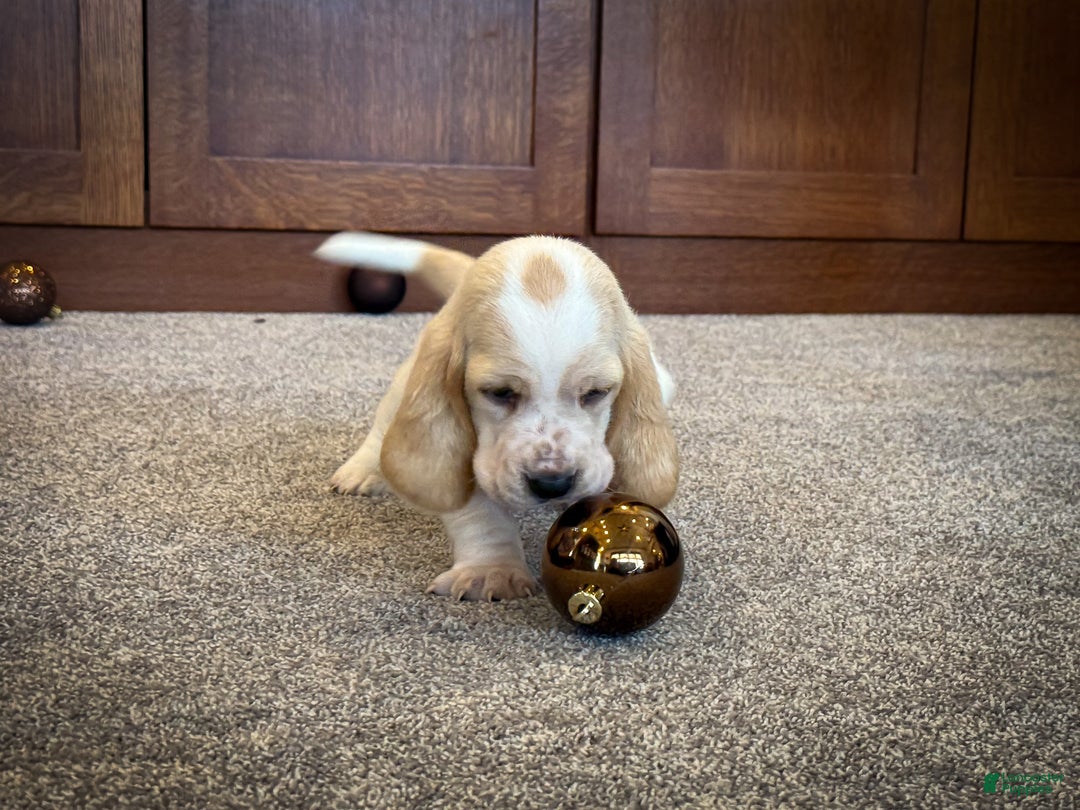 Basset Hound dogs for sale: Dutchess - Ad 6