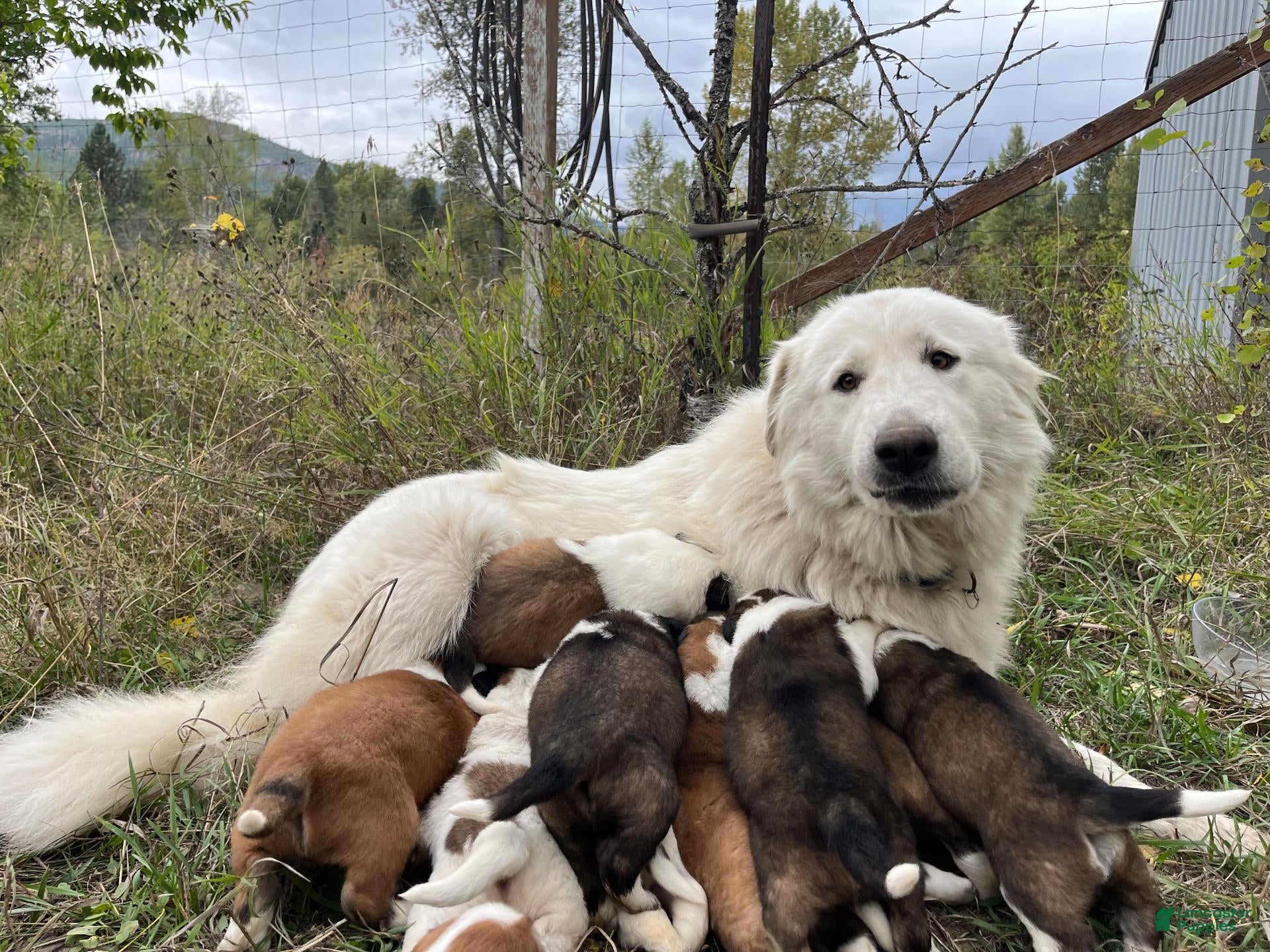 Mixed Breed dogs for sale: Otter - Ad 2