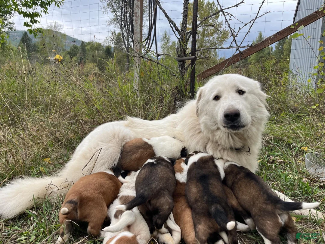Mixed Breed dogs for sale: Otter - Ad 2