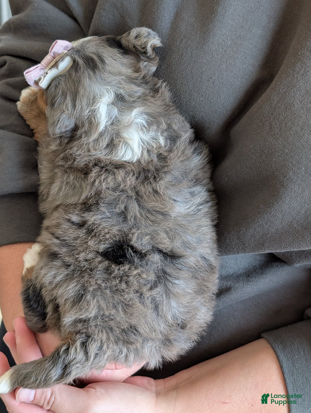 Mini Bernedoodle dogs for sale: Mini Indy  - Ad 27