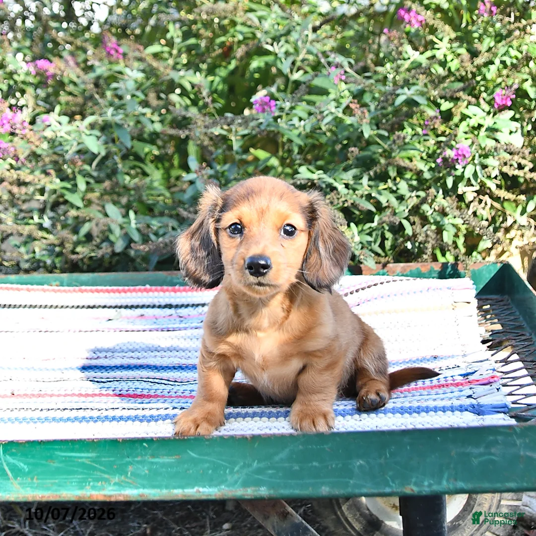 Miniature Dachshund dogs for sale: Kyle - Ad 1