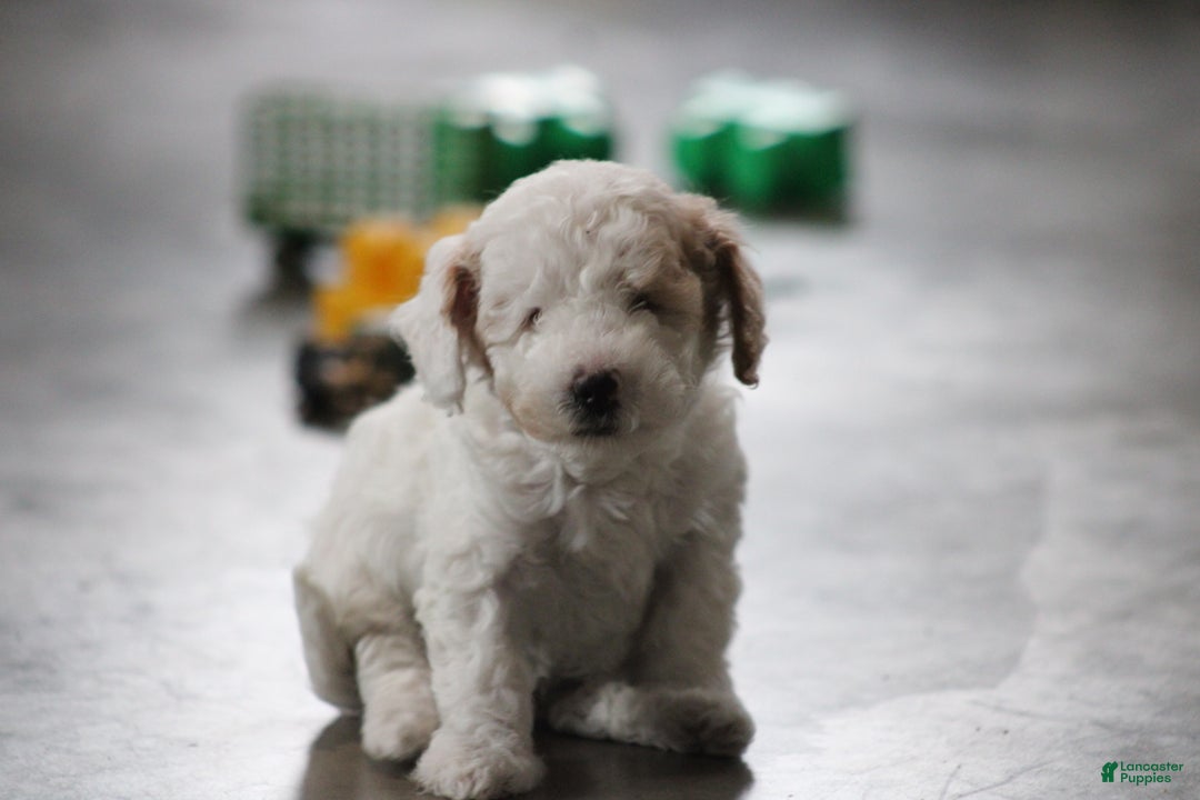 Cavapoo dogs for sale: Darla (Special Needs) - Ad 6