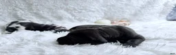 Great Dane dogs for sale: Hades - Ad 4