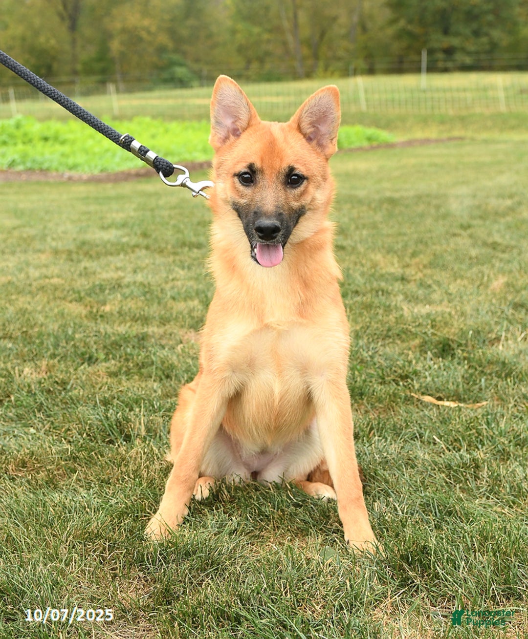 Mixed Breed dogs for sale: Tricky - Ad 3