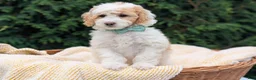 Mini Goldendoodle dogs for sale: Princess - Ad 3