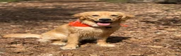 Golden Retriever dogs for sale: Golden Retriever 1 - Ad 11