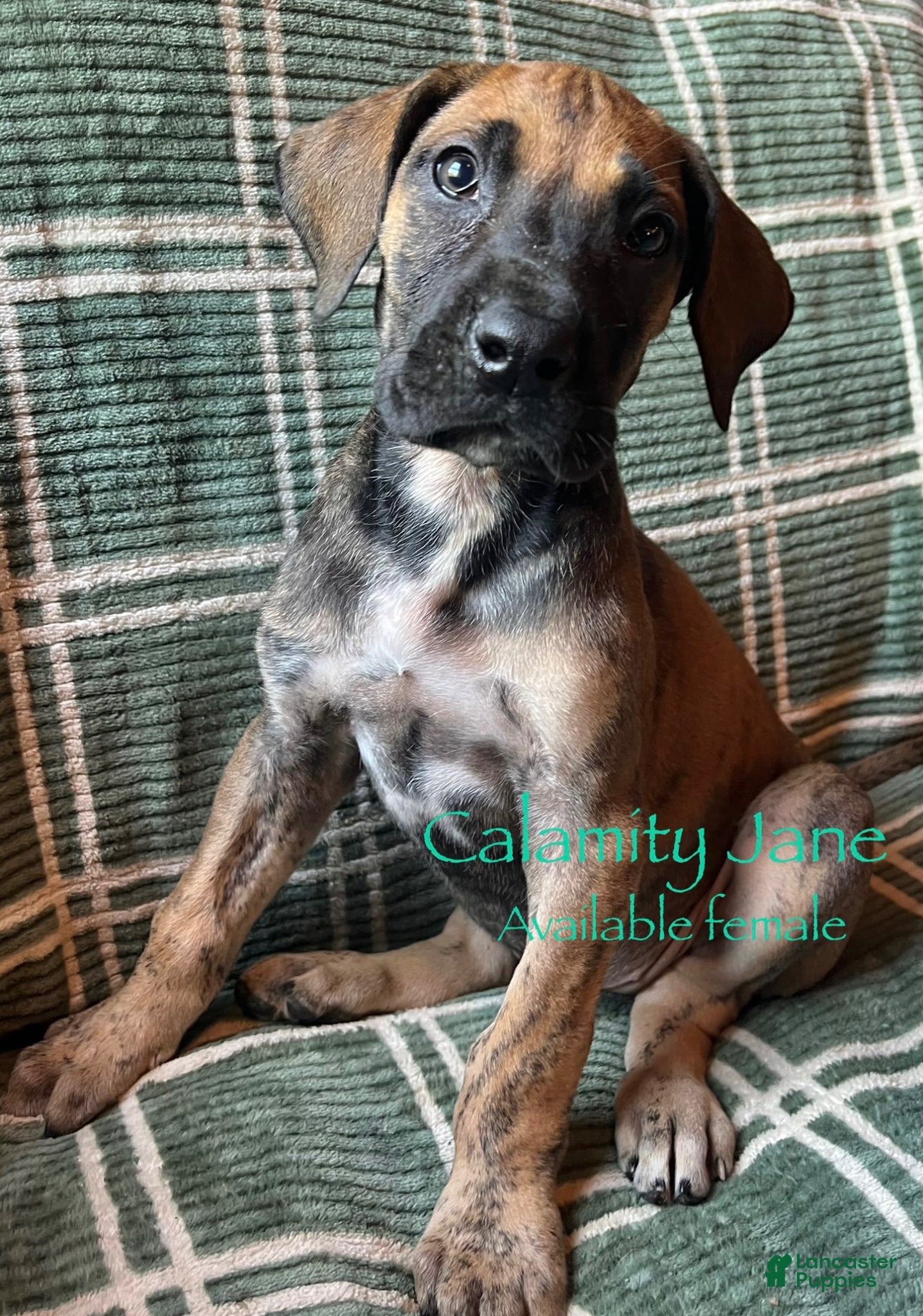 Great Dane dogs Calamity Jane - Ad 16