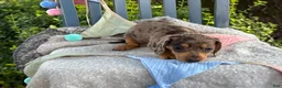 Miniature Dachshund dogs for sale: Theodora - Ad 6