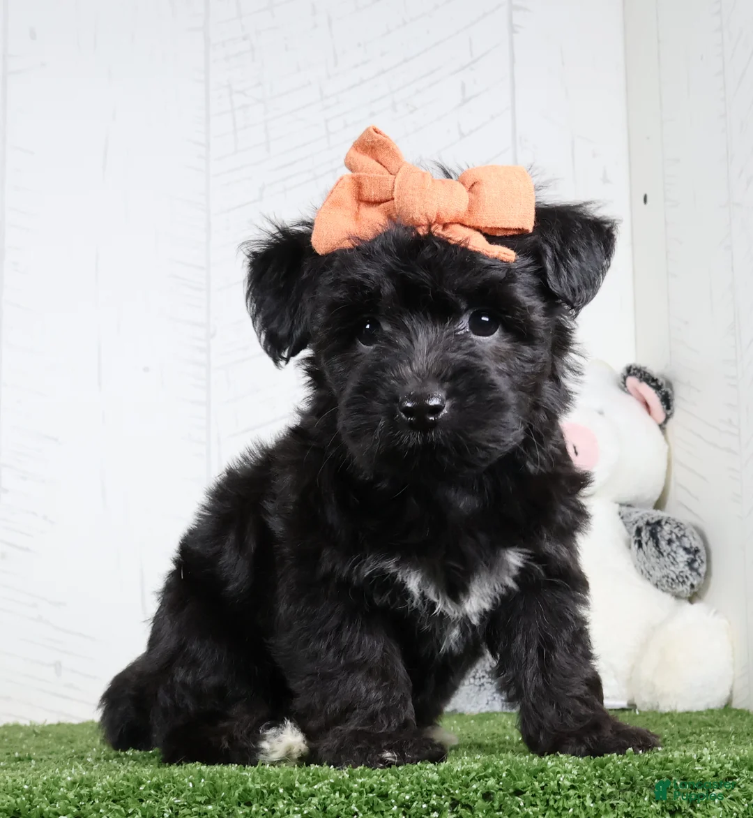 Yochon dogs for sale: Kacey - Ad 6