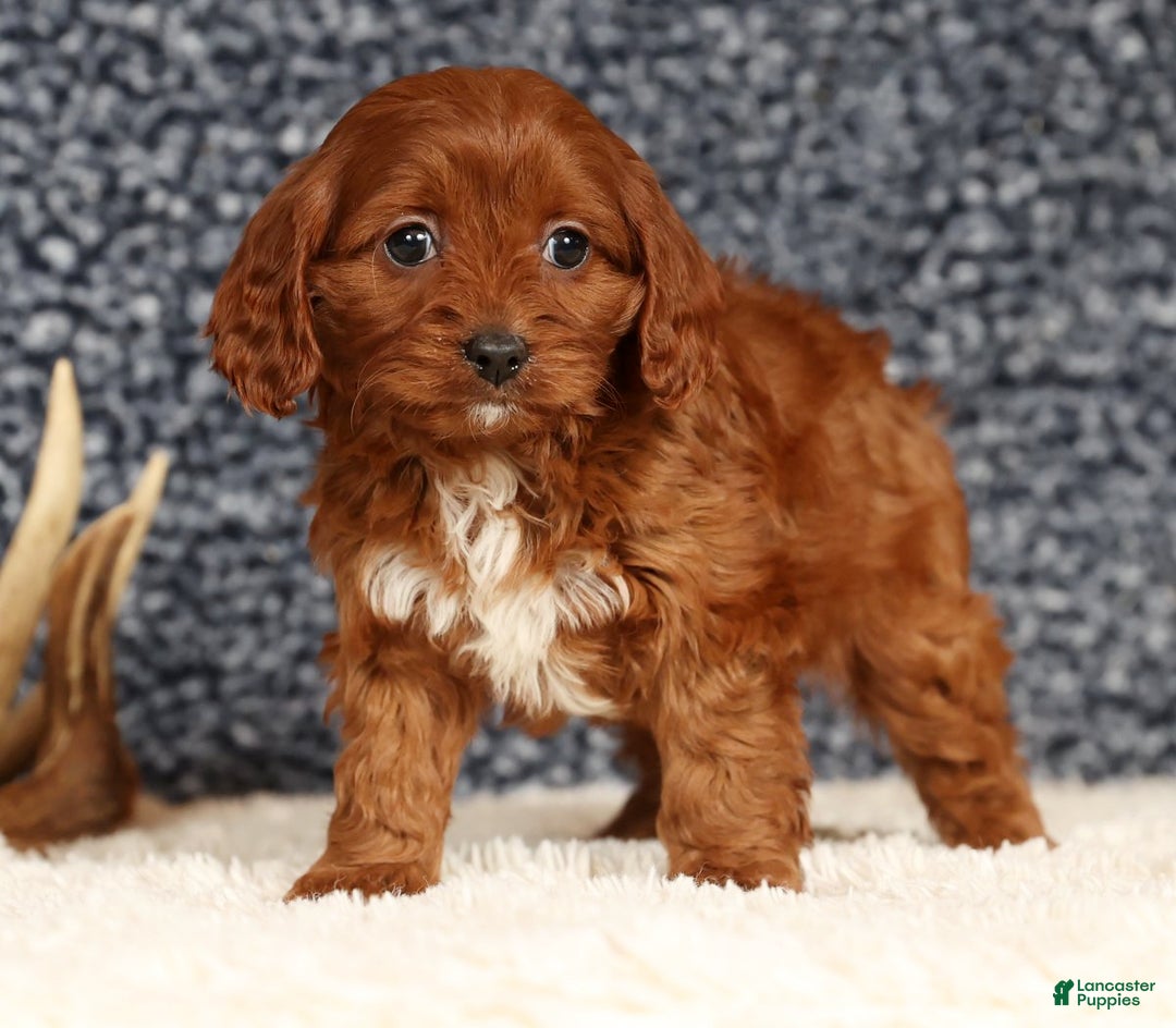 Cavapoo dogs for sale: Dawn - Ad 3