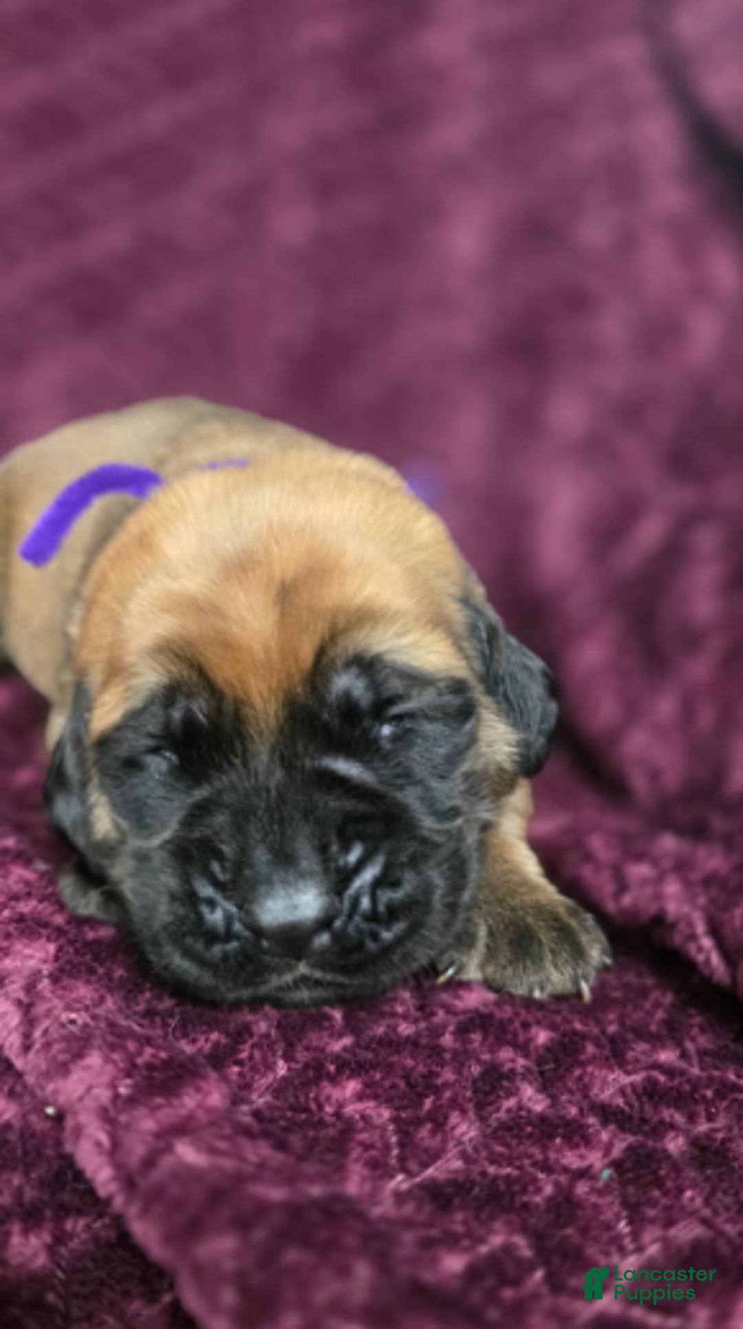English Mastiff dogs for sale: Clara - Ad 3