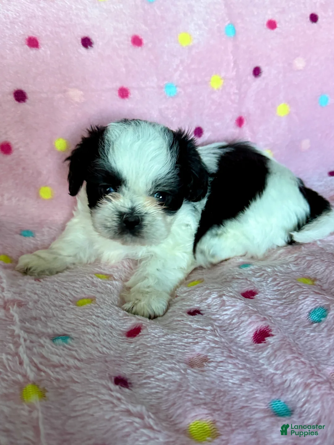 Shih Tzu dogs for sale: Shih Tzu Puppy 2 - Ad 1