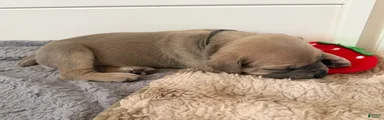 Cane Corso Female 2 (Grey)