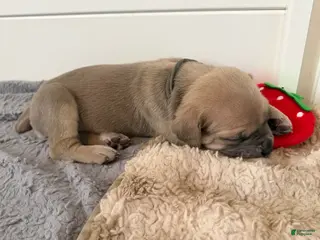 Cane Corso dogs Cane Corso Female 2 (Grey) - Ad 9