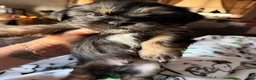 Shorkie dogs for sale: Mocha - Ad 2